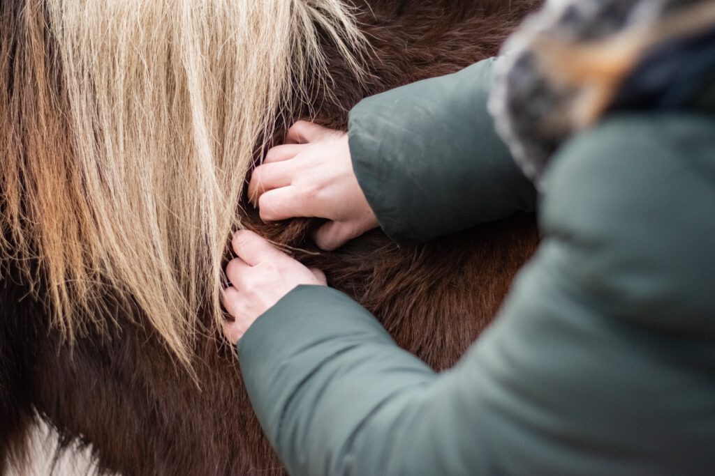 Massagetechniken bei Pferden